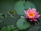 A frog Rana ridibunda sits in a pond and looks to the water lily or lotus flower. Pink nymphaea Marliacea Rosea.