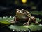A frog at repose on a moonlit water lily