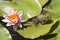 Frog resting on a lotus leaf