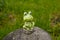 A frog on a rock sculpture beside a pond in the trees in a park.Decorative frog, statue, figure in garden.ceramic statue