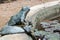 Frog with roses made of stone. One of the fountains of the gardens of the Vatican.