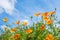 Frog's-eye view of blooming California poppies against a blue sky