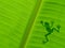 Frog shadow on the banana leaf