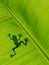 Frog shadow on the banana leaf. background texture of banana lea