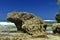 Frog shaped rock on beach in the Dominican Republic