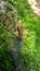 Frog in Sinharaja forest