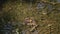 Frog Sits Among the Aquatic Plants in Water