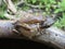 The frog sits on the back of his mother frog - The Mexican burrowing tree frog Smilisca