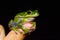 A frog sits on a child\'s finger.