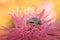 The frog sits on a pink flower on a yellow background. A tailless amphibian on an aster. Macro. Wild nature. Copy space.