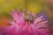 The frog sits on a pink flower on a yellow background. A tailless amphibian on an aster. Macro. Wild nature. Copy space.