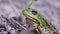 Frog Sits on the Sand near the River Shore. Portrait of Green Toad.