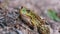 Frog Sits on the Sand near the River Shore. Portrait of Green Toad.