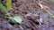 Frog Sits on Shore near the River. Portrait of Green Toad Funny Looks at Camera