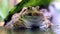 Frog sits under a green leaf