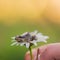 The frog sits on a white flower on a green blurred background. A tailless amphibian on a chamomile. Macro. Wild nature. Copy space