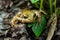 Frog sitting in ambush on green moss. Its a spring frog, Rana dalmatina. In the Spring Forest