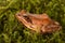 Frog sitting in ambush on green moss. ItÂ´s a spring frog (Rana dalmatina)