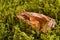 Frog sitting in ambush on green moss. ItÂ´s a spring frog (Rana dalmatina)