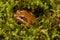 Frog sitting in ambush on green moss. ItÂ´s a spring frog (Rana dalmatina)