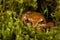 Frog sitting in ambush on green moss. ItÂ´s a spring frog (Rana dalmatina)