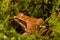 Frog sitting in ambush on green moss. ItÂ´s a spring frog (Rana dalmatina)