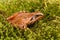 Frog sitting in ambush on green moss. ItÂ´s a spring frog (Rana dalmatina)