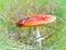 Frog sitting on a mushroom