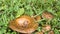 Frog sitting on a mushroom