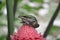 Frog sitting on a Pink Flower