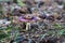 The frog is sitting on a russula. A small mushroom on coniferous litter. A fun shot. Edible mushrooms