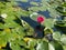 Frog sitting on white and pink water lily leaves next to the delicate aquatic flowers