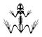 Frog skeleton  silhouette isolated on white background. Animals anatomy. zoology, anatomy of amphibian. Education exam.