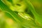 Frog sleeping on the leaves in the nature habitat in Corcovado, Costa Rica. Amphibian from tropic forest. Agalychnis callidryas, R