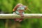 Frog with snail, tree frog, flying frog,