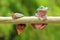 Frog with snail, tree frog, flying frog,