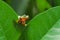 Frog with snail, tree frog, flying frog,