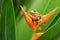 Frog with snail, tree frog, flying frog,