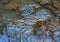 A frog spawn in the waters