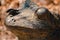 Frog statue with a bug on its nose in the Frederik Meijer Gardens in Grand Rapids Michigan