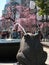 A frog statue is watching cherry blossoms in Ueno Park, Tokyo, Japan