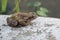 Frog on stone in front of Pond