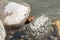 Frog among stones in a mountain river.