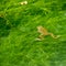 Frog swimming in a water hole above an algae field