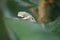 Frog tadpole on green leaf in brazilian forest