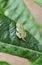 Frog tadpole on green leaf in brazilian forest