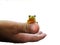 Frog on Thumb