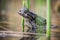 Frog or toad close up sitting in the water among the grass and reeds. Amphibian in its natural habitat