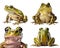 Frog Toad, many angles and view portrait side back head shot isolated on transparent background cutout , PNG file