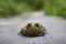 Frog Toad in the road